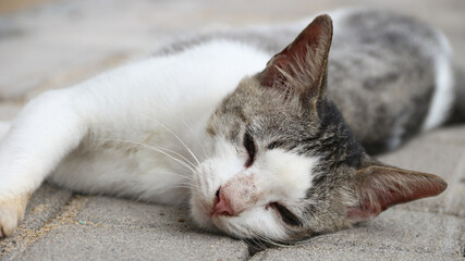 A closeup of white cat face looking straight forward on the floor