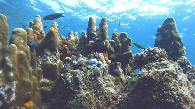 Towering coral formations resembling underwater mountains, covered with vibrant Christmas tree worms (Spirobranchus giganteus) in the clear waters of Koh Tao, Thailand.