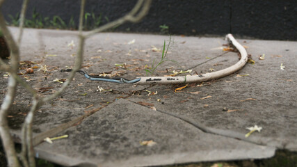 closeup of stripped joints of electrical cables