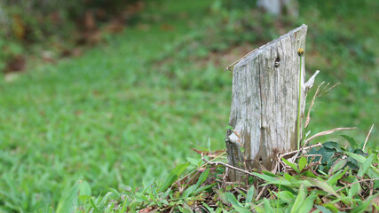 Stump from a sawn tree in nature.
