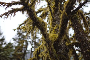Moss-covered tree branches in a dense forest