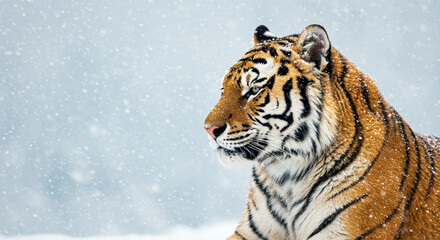 A tiger resting under a soft snowfall, its fur dusted with light flakes