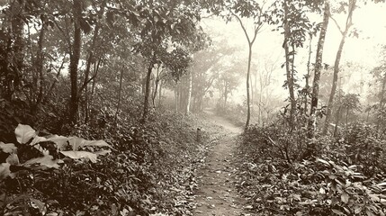 A quiet forest trail disappearing into thick morning fog, with beams of light cutting through the canopy, vintage photography style, sepia tones, nostalgic feel