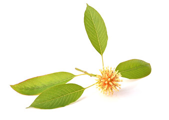Flower Mitragyna speciosa Korth with leaves on white background.