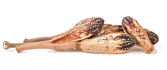 Heap of Mahogany pods ,Wooden Bird isolated on white background