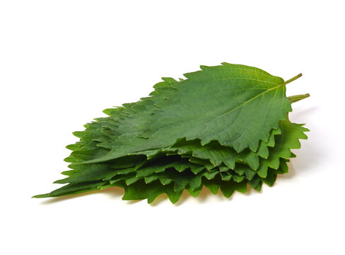 Green Shiso (perilla frutescens) or Oba leaf isolated on white background.