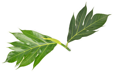 Breadfruit leaves isolated on white background