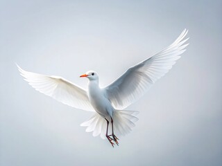 Fototapeta premium Minimalist White Bird Photography: Elegant Single Bird on Clean Background