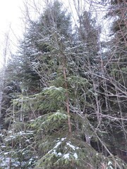 The wonderful colours of Winter