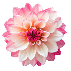 Fototapeta premium Beautiful Pink Lotus Flower with Delicate Petals and Vibrant Colors