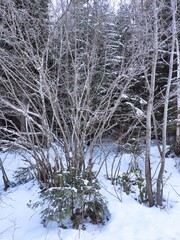 The wonderful colours of Winter