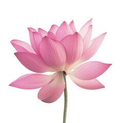 Fototapeta premium beautiful pink lotus flower with delicate petals and slender stem, symbolizing purity and tranquility. This stunning bloom stands out against transparency background, evoking sense of calm and
