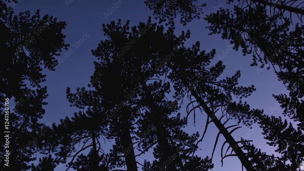 Aufkleber majestic tall trees silhouetted against a twilight sky in a serene forest setting