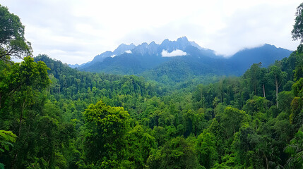 Obraz premium Lush rainforest valley with majestic mountains under cloudy sky. Perfect for travel brochures