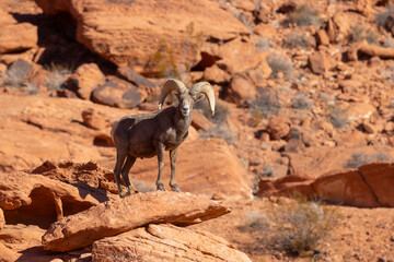 Desert Bighorn Sheep Ram in Red Rocks in the Nevada Desert