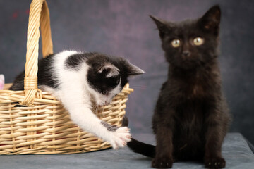 Two kittens, one of them playing with the tail of the other