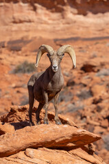 Desert Bighorn Sheep Ram in Red Rocks in the Nevada Desert