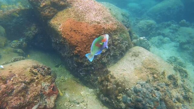 A parrotfish adopts a vertical posture at a cleaning station, allowing cleaner wrasses to remove parasites. This symbiotic interaction is crucial for reef health and marine biodiversity in Koh Tao.