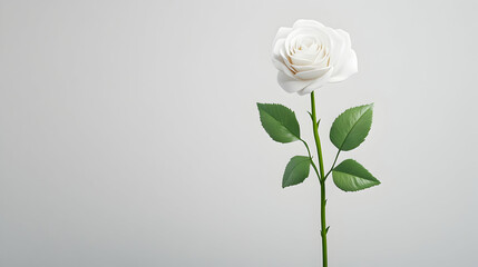 Fototapeta premium Single white rose, stem, leaves, grey background, elegant simplicity, floral design