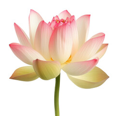 Obraz premium beautiful pink and white lotus flower with delicate petals and green stem, symbolizing purity and tranquility. This stunning bloom stands out against transparency background, showcasing its