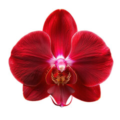 Obraz na płótnie Canvas vibrant red orchid flower with intricate details and striking appearance, showcasing its natural beauty and elegance. This stunning bloom is perfect for floral arrangements or as decorative piece