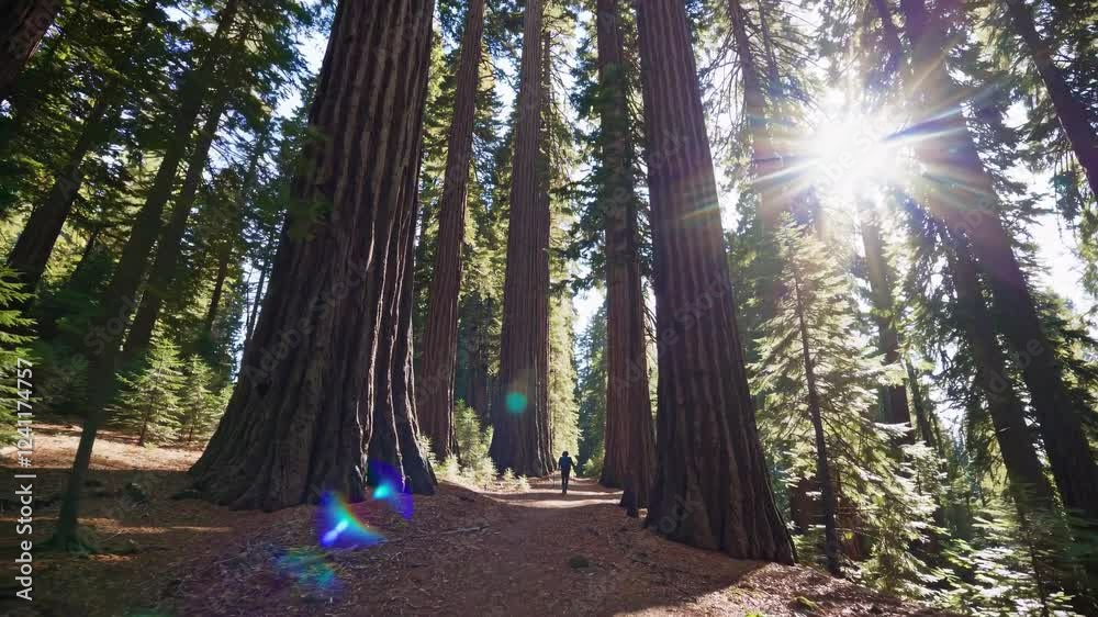 Poster Exploring a serene trail among towering redwood trees in a peaceful forest setting