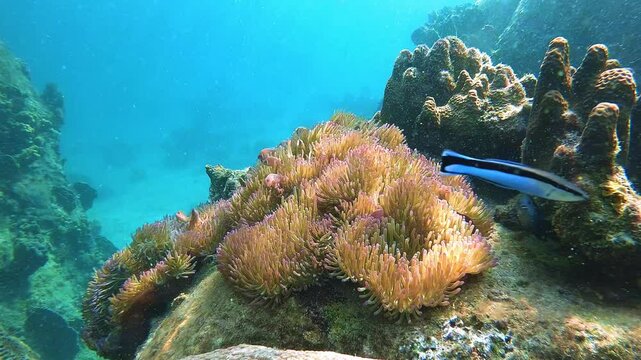 A cleaner wrasse (Labroides dimidiatus) moves near a sea anemone while clownfish remain hidden among its tentacles. This fish plays a key role in reef ecosystems by removing parasites.