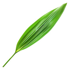 Fresh green palm leaf with long, slender shape and textured surface, perfect for tropical themes and nature designs