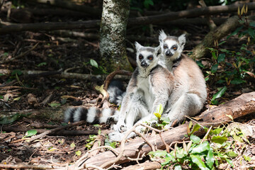 A pair of feline lemurs sit quietly on the ground and bask in the sunshine in Monkeyland Primate Sanctuary. South Africa.