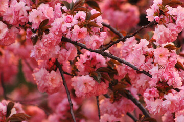 Cherry blossom tree close up or is it Sakura tree? How pinky i start to feel just looking up on this mesmerizing picture. 
