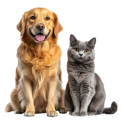 Obraz premium Golden Retriever dog gray cat sitting together white background.