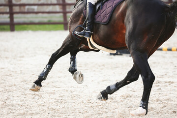 Gallop of a dark tail bay horse. Details for equestrian sports, Show jumping. Shooting from the...