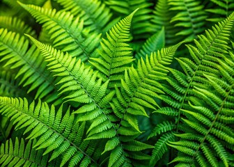 Panoramic View of Banded Pteris Cretica Fern, Crete Brake Fern, Lush Greenery