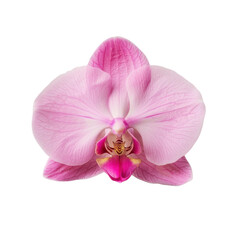 Fototapeta premium beautiful pink orchid flower with delicate petals and vibrant colors, showcasing its intricate details and natural beauty. Perfect for floral arrangements or decoration