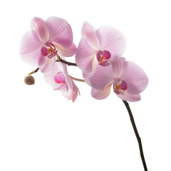 Obraz premium Delicate pink orchid flowers with soft petals and vibrant centers, showcasing natural beauty and elegance. Perfect for floral arrangements and decor