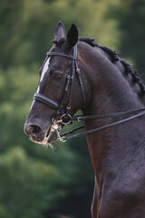 Fototapeta premium Equestrian sports, the horse is light in hand. Shooting from the profile. Vertical photo