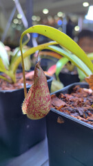 Pitcher plant, Nepenthes rafflesiana, Dark red Predatory Carnivorous monkey cups plant, tropical pitcher plants ,Nepenthes mirabilis with soft selective focus ,macro image