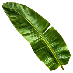 Fototapeta premium Large green banana leaf with smooth texture and vibrant color, perfect for tropical themes or nature backgrounds