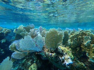 coral reef