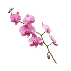Fototapeta premium Beautiful pink orchid flower branch with delicate petals and green stem. This elegant floral arrangement adds touch of nature and tranquility to any setting