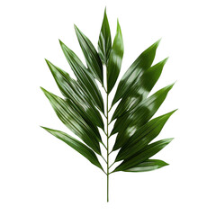 Obraz premium vibrant green palm leaf with elongated fronds, showcasing natural and tropical aesthetic, perfect for decoration or design elements