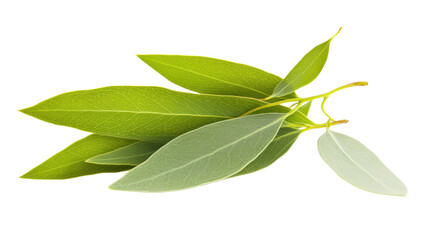 Fresh eucalyptus isolated on white background 