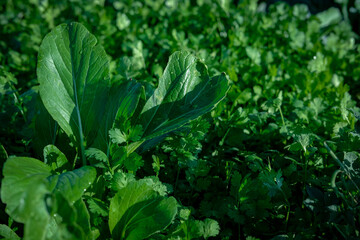 Green leafy vegetables in the backyard