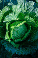 Obraz premium Green leafy vegetables in the backyard