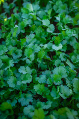 green leaves background