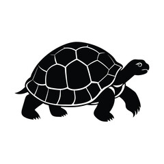tortoise vector illustration