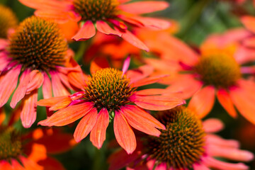 echinacea purpurea - coneflowers in the garden - soft focus