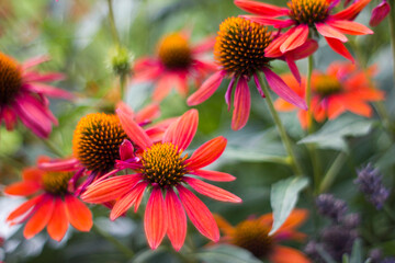 echinacea purpurea - coneflowers in the garden - soft focus