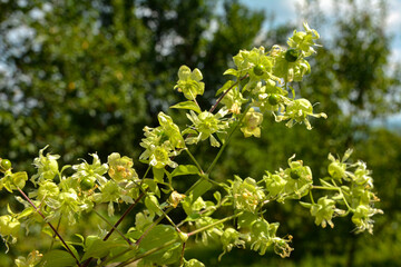 Silene baccifera (Silene baccifera)