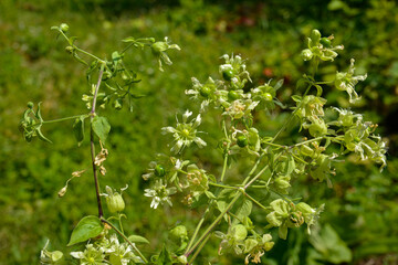 Silene baccifera (Silene baccifera)